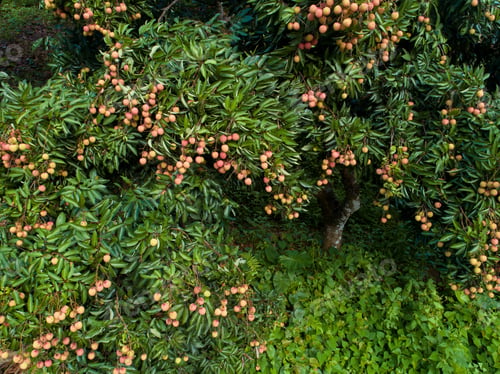 Preview: Lychee