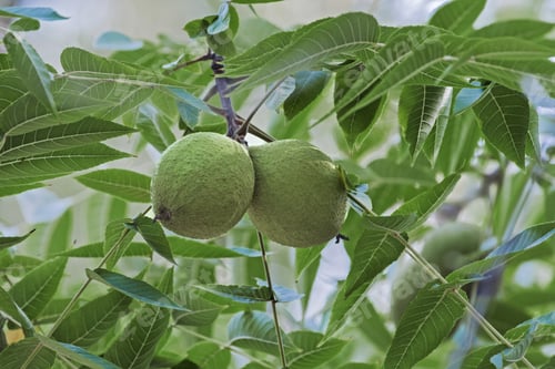 Preview: Eastern Black Walnut (Juglans Nigra)