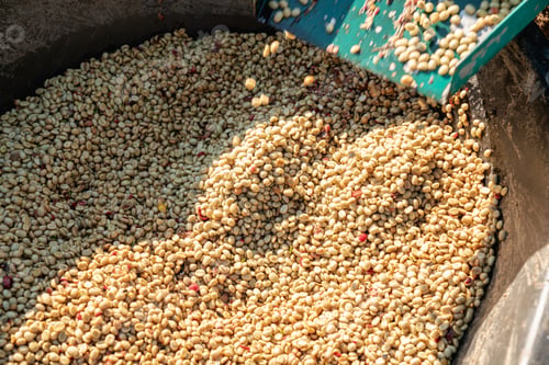 Preview: Farmer using a coffee cherry pulping machine to process beans.
