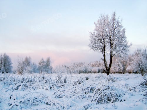 Preview: Winter landscape with a lonely tree