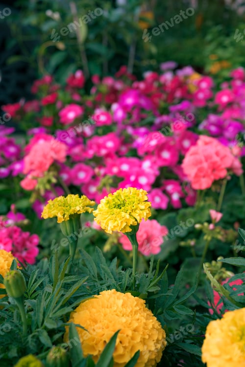 Preview: Different types of flowers of all colors
