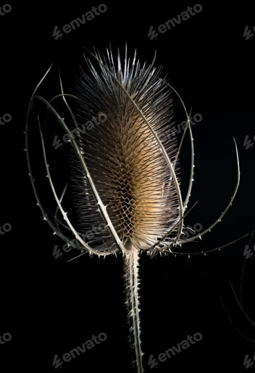 Preview: Vertical shot of a dried fuller's teasel on a dark background