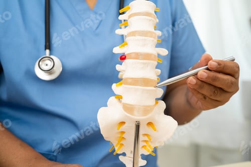 Preview: Doctor with lumbar vertebra bone skeleton and nerve model