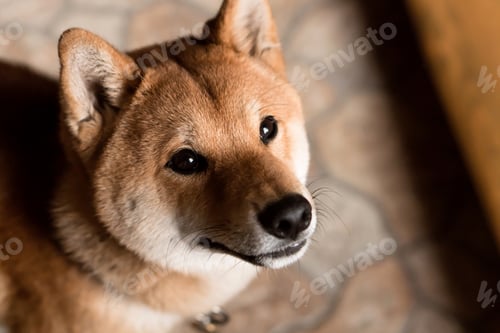 Preview: Shiba inu dog face