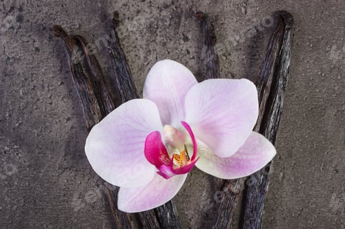 Preview: Blooming orchid and fragrant vanilla sticks