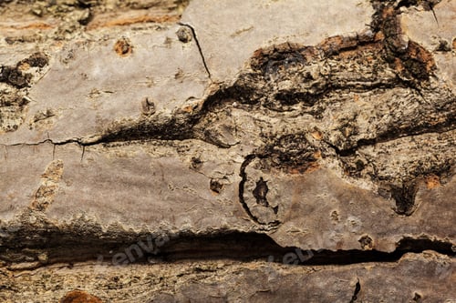 Preview: wooden background
