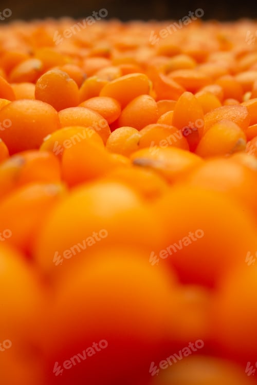Preview: High resolution photo of red lentils close up shot layer in blurred view