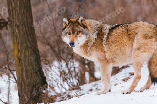 Preview: Wolf in the winter forest