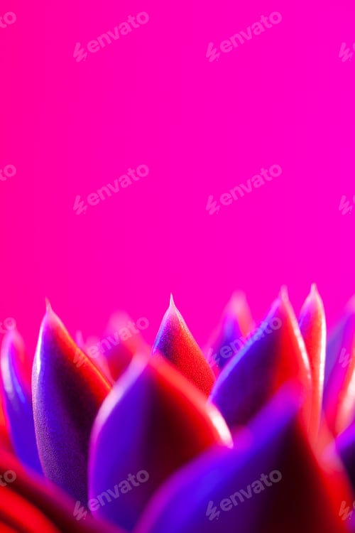 Preview: Close-up of a green agavoides echeveria flower on a vibrant dark pink background.