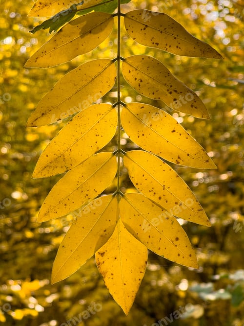 Preview: Autumn leaves