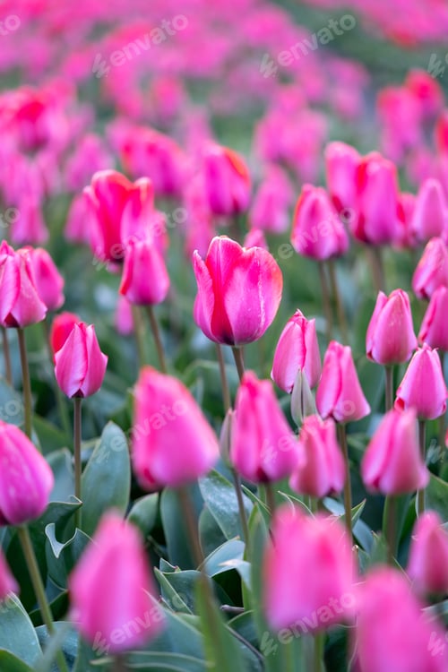 Preview: Close-up of a beautiful pink tulip flower, in Dutch flower field