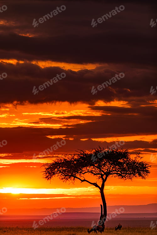 Preview: Kenya Landscapes Magical Sunset Sunrise Dramatic Clouds Rainy Wildlife Animals