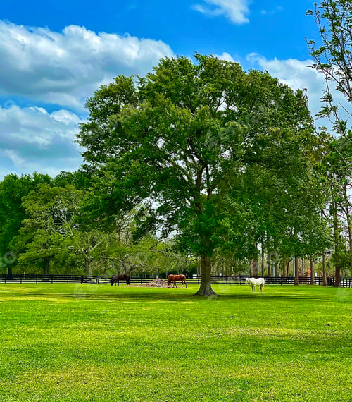 Preview: Horses feed on a beautiful sunny day in the Texas countryside!