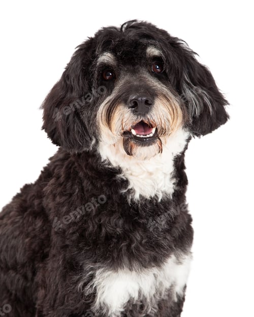 Preview: Head Shot of Poodle Mix Breed Dog