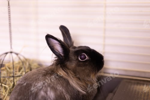 Preview: Funny bunny rabbit eating hay food close up - pet and domestic animal concept