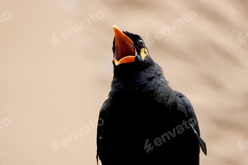 Preview: Close up view of a common hill myna (Gracula religiosa)