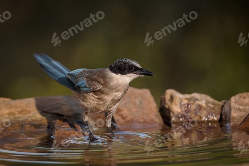 Preview: Beautiful Iberian magpie perched on rocks around a bird bath, taking a refreshing sip of water