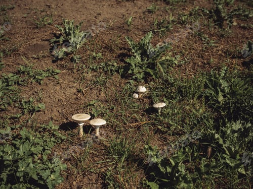Preview: Wild Mushrooms Growing in Natural Grassland Environment