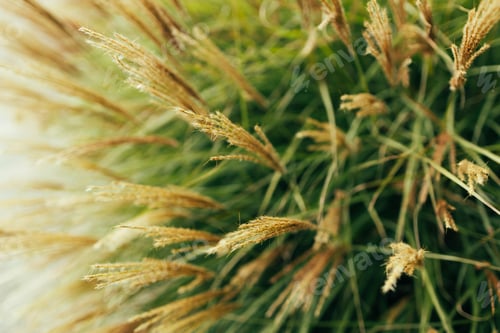 Preview: Pampas grass blowing in the wind. Cortaderia selloana moving in the wind. Bright and clear scene