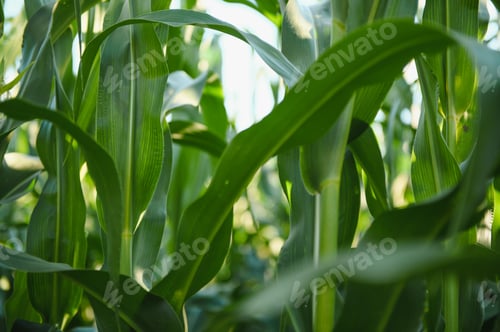 Preview: Green field of young corn under the sunlight