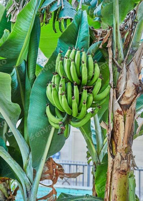 Preview: Unripe green bananas growing on the street of old Jaffa