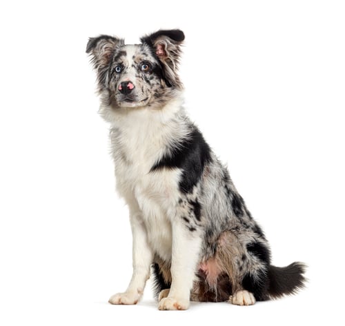 Preview: Blue merle puppy australian shepherd sitting, looking away up, isolated on white