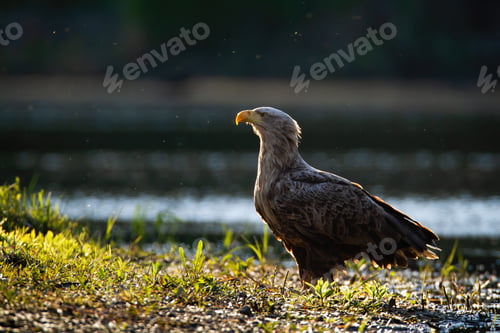 Preview: Attentive white-tailed eagle standing on a riverbank near water backlit