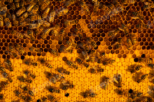 Preview: Bees sit on honeycombs with honey in a bee frame in a beehive close-up. Beekeeping, sealing honeycom