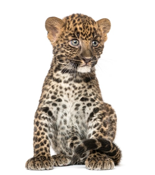 Preview: Spotted Leopard cub sitting - Panthera pardus, 7 weeks old, isolated on white