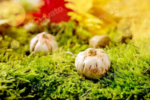 Preview: Ceramic pumpkins on moss