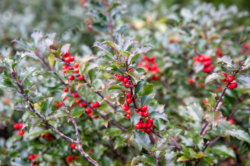 Preview: red berries Christmas