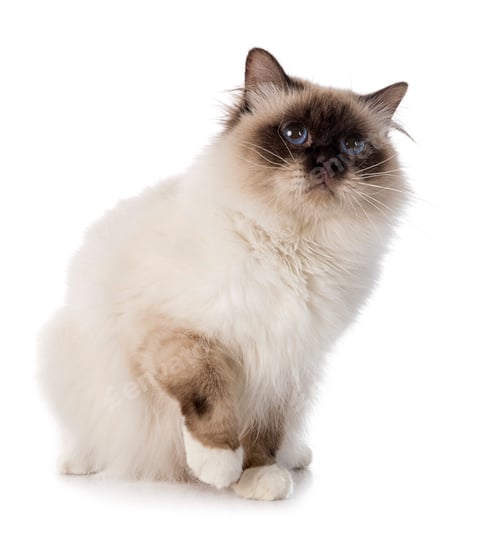 Preview: birman cat in studio