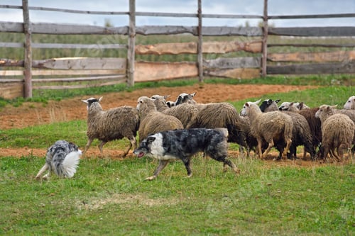 Preview: Two Sheepdogs working