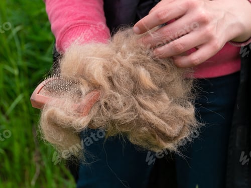 Preview: Long shedding dog's coat on comb for pets closeup outdoor. Excess seasonal canine hair loss care