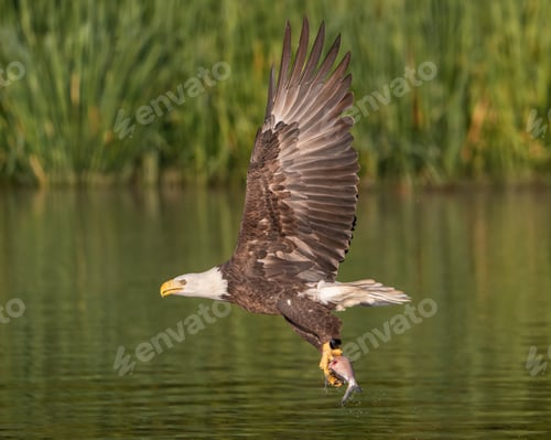 Bald Eagle Flying with Fish in its Talons