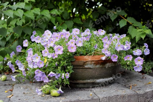 Preview: Purple garden flowers. A photo of beautiful purple flowers in springtime.