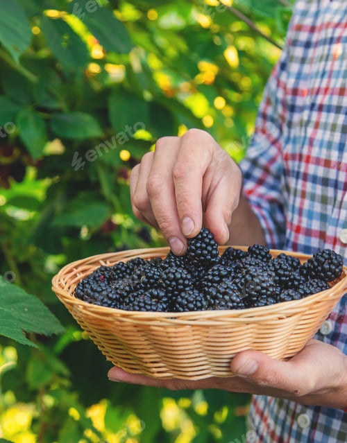Preview: A man harvests blackberries in the garden. Selective focus.