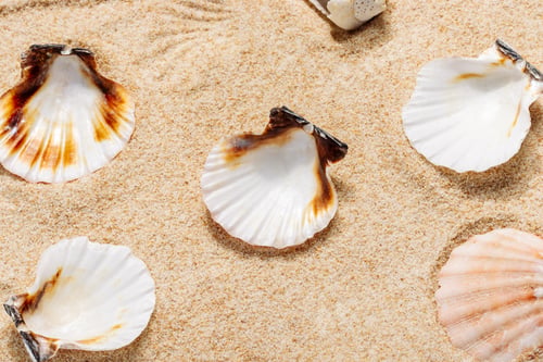 Preview: Seashells on a sandy beach close-up