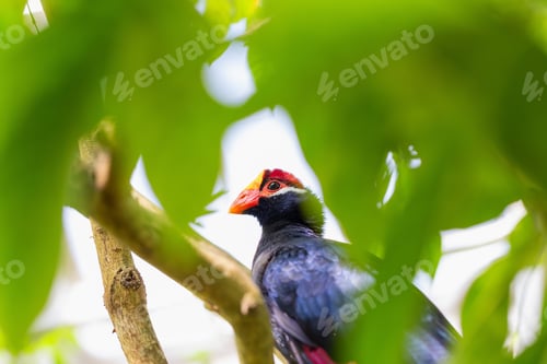 Vorschau: Blauer Papagei mit rotem und gelbem Schnabel