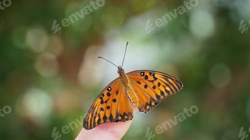 Preview: orange butterfly