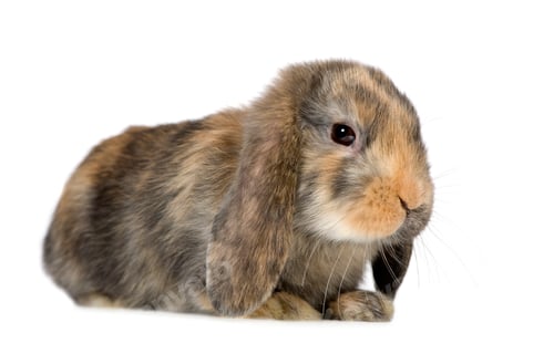Preview: Rabbit