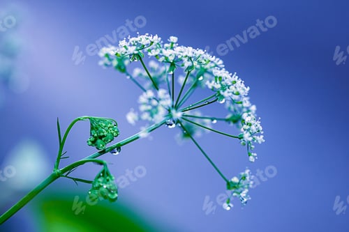 Preview: Hemlock inflorescences in drops after rain