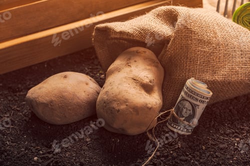 Preview: Making profit from organic farming of potato