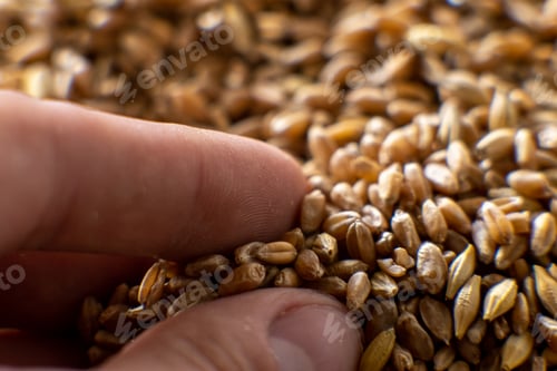 Preview: The grain close-up is held by the fingers of the hand