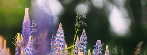 Preview: Bush Of Wild Flowers Lupine In Summer Field Meadow Panorama Summer Background. Lupinus, Commonly