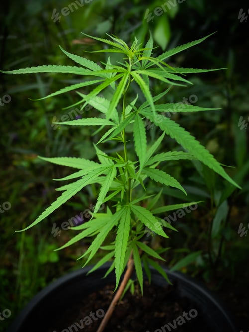 Preview: Marijuana plant or cannabis tree growth in farm on black background