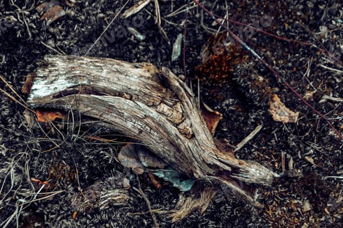 Preview: Closeup shot of ground of the forest with dry branches and leaves, a beautiful fall background