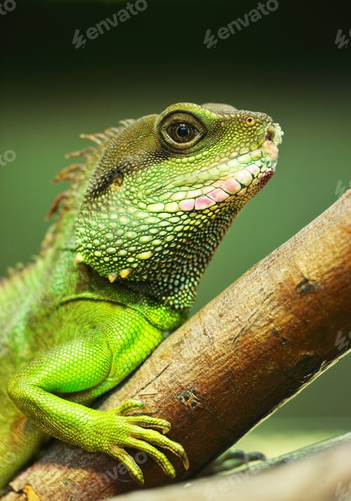 Preview: green iguana on tree branch