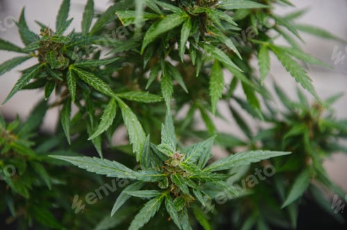 Preview: indoor medical cannabis in bloom marijuana plant home.