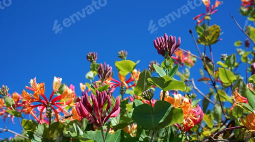 Preview: Close up Honeysuckle flowers with impressive bicolor blooms of pink and white. Lonicera periclymenum